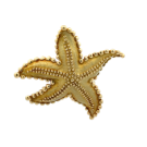 Tiffany & Co. 18K Yellow Gold Starfish Brooch